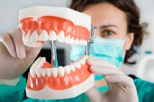 Dentist showing a reproduction teeth